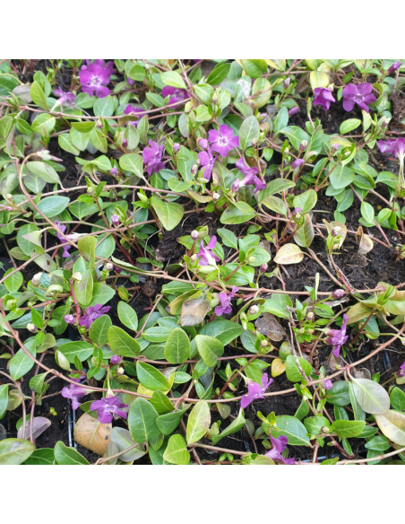 Petite pervenche pourpre - Vinca Minor Atropurpurea