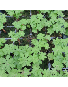 Geranium vivace rhizomateux 2