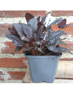 Lysimaque ciliée Firecracker