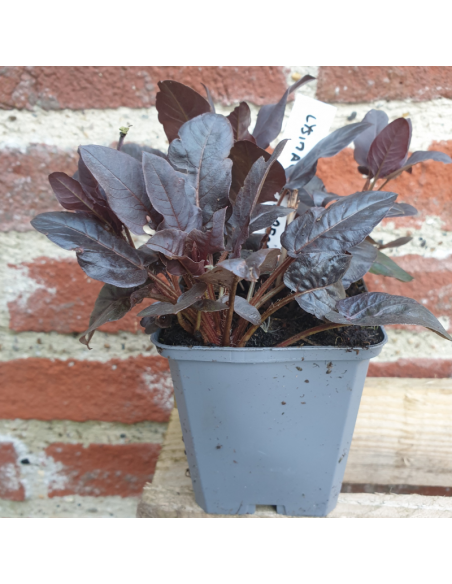 Lysimaque ciliée Firecracker