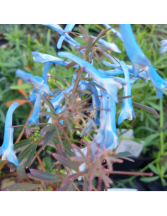 Corydale bleu - Corydalis Flexuosa Porcelain Blue