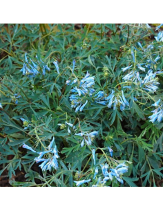 Corydale bleu - Corydalis Flexuosa Porcelain Blue 2