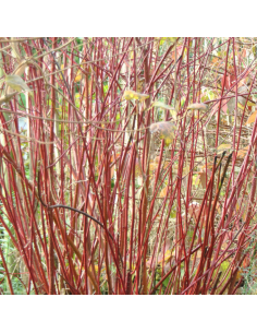 Cornouiller blanc Elegantissima 2