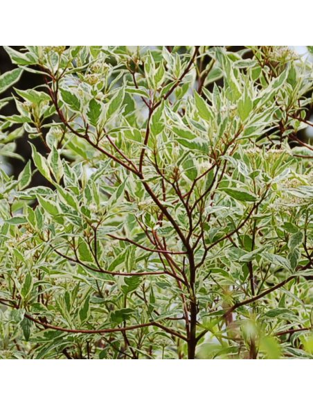 Cornouiller blanc Elegantissima