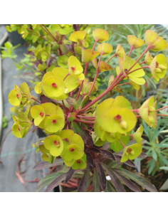 Euphorbe des vallons Miners Merlot - Euphorbia Characias 2