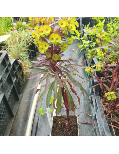 Euphorbe des vallons Miners Merlot - Euphorbia Characias