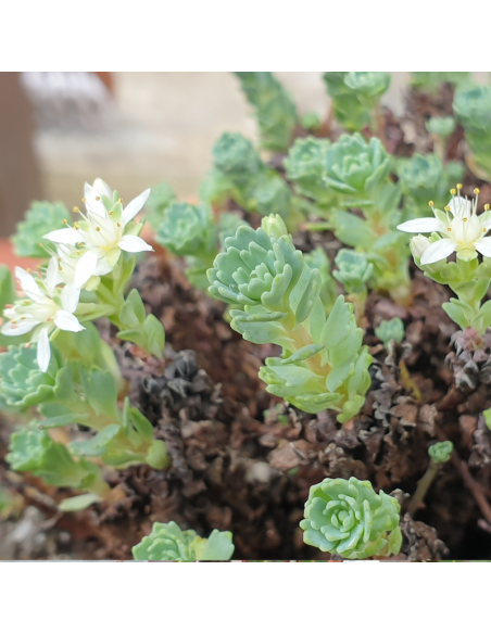 Orpin artichaut - Sedum Pachyclados