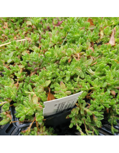 Pourpier de Deschamps - Delosperma Deschampsii 2