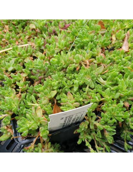 Pourpier de Deschamps - Delosperma Deschampsii
