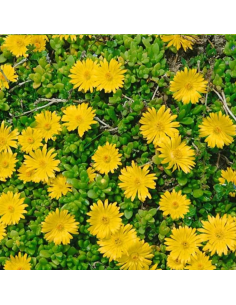 Pourpier de Deschamps - Delosperma Deschampsii