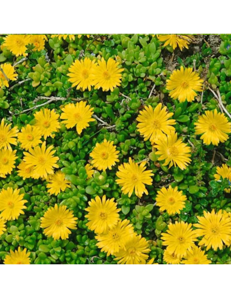 Pourpier de Deschamps - Delosperma Deschampsii
