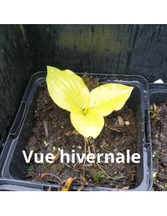 Hosta Fire Island 2