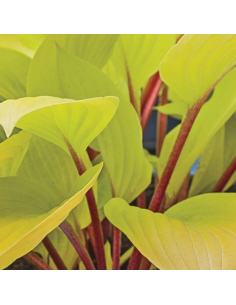 Hosta Fire Island