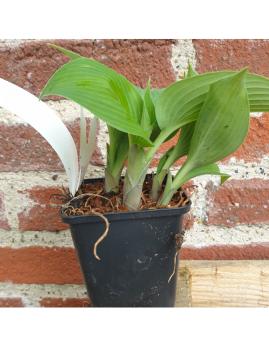 Hosta Halcyon