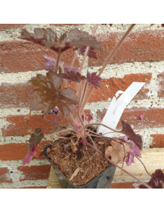 Heuchère Palace purple