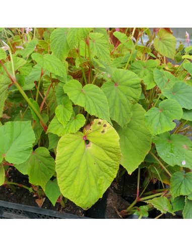 Begonia vivace blanc - Begonia Grandis...