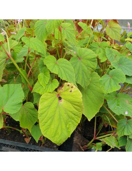 Begonia vivace blanc - Begonia Grandis Evansiana Alba