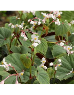 Begonia vivace blanc - Begonia Grandis Evansiana Alba