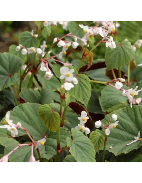 Begonia vivace blanc - Begonia Grandis Evansiana Alba