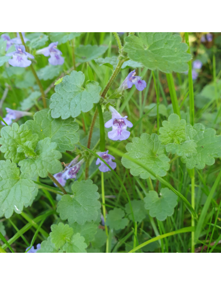 Lierre terrestre - Glechoma Hederacea