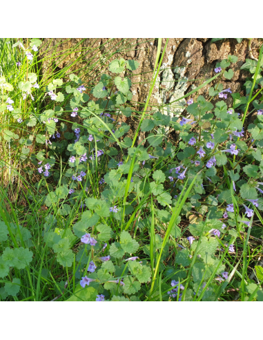 Lierre terrestre - Glechoma Hederacea