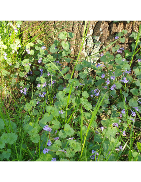 Lierre terrestre - Glechoma Hederacea