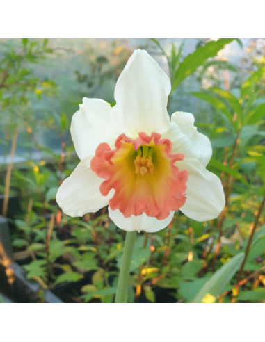 Narcisse Pink Charm - Narcissus Pink Charm