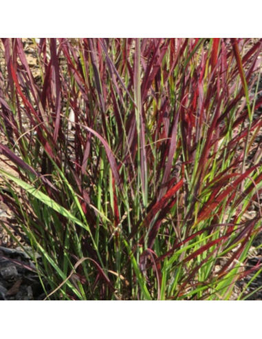 Panic effilé Sangria - Panicum Virgatum