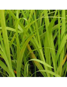 Crocosmia hybride Babylon 2