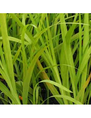 Crocosmia hybride Babylon