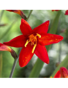Crocosmia hybride Babylon