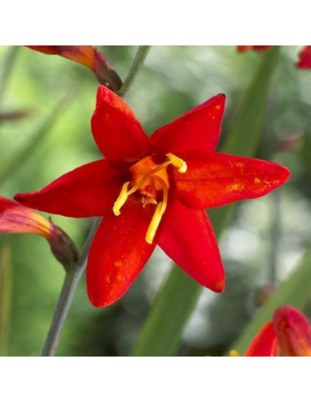 Crocosmia hybride Babylon