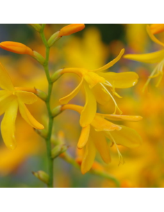 Crocosmia hybride Norwich Canary