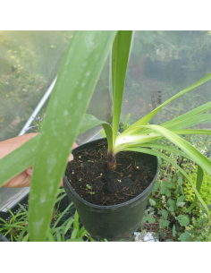 Agapanthe Black Buddhist 2