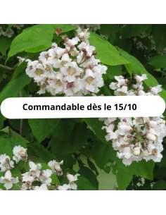 Catalpa commun - Catalpa Bignoides