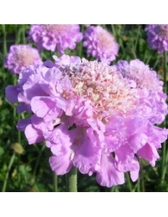 Petite scabieuse "Pink mist"