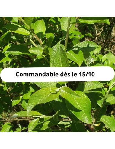 Saule Marsault - Salix Caprea