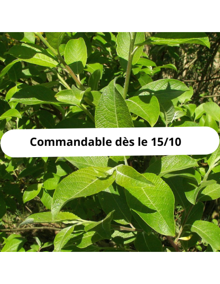 Saule Marsault - Salix Caprea