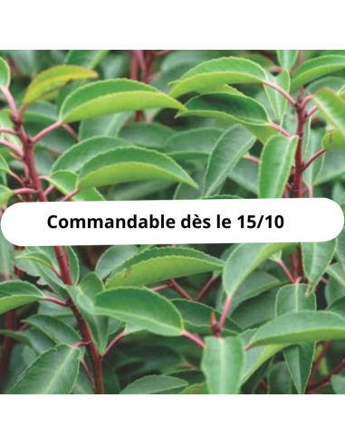 Laurier du Portugal - Prunus Lusitanica Angustifolia