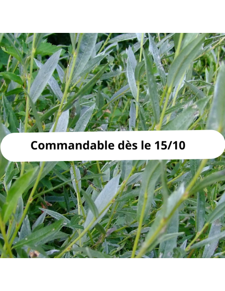 Saule à feuilles de romarin - Salix Rosmarinifolia