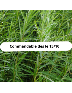 Saule des vanniers - Salix Viminalis