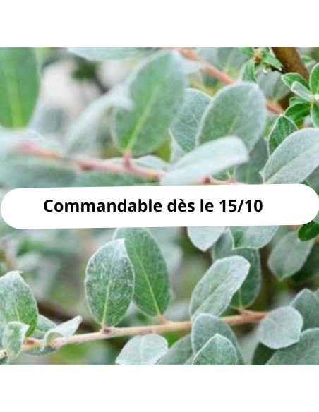 Saule rampant Nitida - Salix Repens Nitida