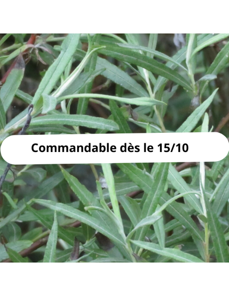 Saule à feuilles d'argousier - Salix Eleagnus Angustifolia