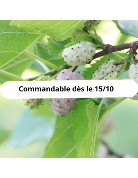 Mûrier blanc - Morus Alba