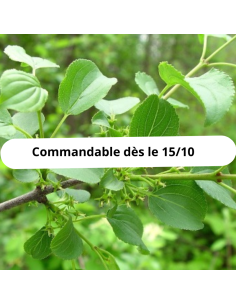 Nerprun purgatif - Rhamnus Cathartica