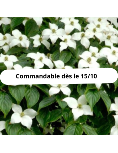 Cornouiller de Chine - Cornus Kousa