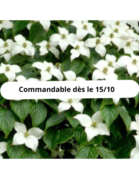 Cornouiller de Chine - Cornus Kousa