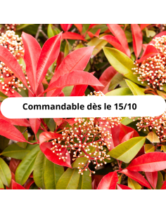 Photinia fraseri red robin racines nues