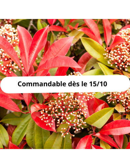 Photinia fraseri red robin racines nues