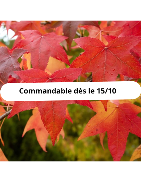 Copalme d'Amérique - Liquidambar Styraciflua